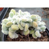 Echeveria pulvinata Frosty cristata