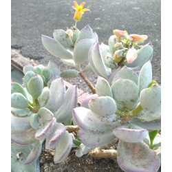 Cotylédon orbiculata var. oblonga