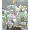 Cotylédon orbiculata var. oblonga