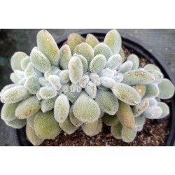 Echeveria pulvinata Frosty cristata