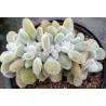 Echeveria pulvinata Frosty cristata