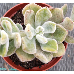 Echeveria pulvinata Frosty
