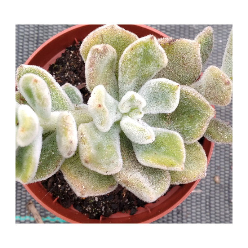 Echeveria pulvinata Frosty Echeveria pulvinata Frosty