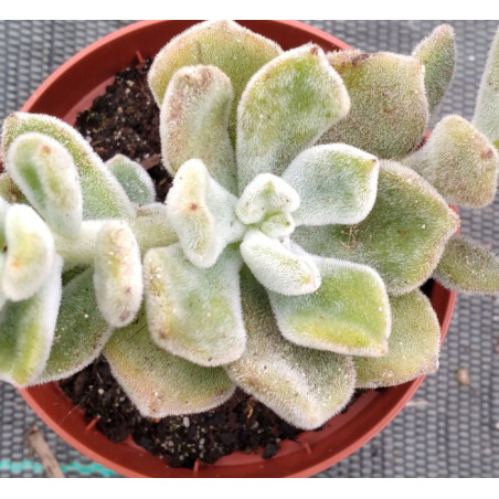Echeveria pulvinata Frosty
