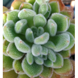 Echeveria pulvinata Frosty