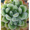Echeveria pulvinata Frosty
