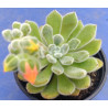 Echeveria pulvinata Frosty