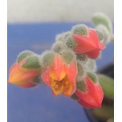 Echeveria pulvinata Frosty