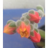 Echeveria pulvinata Frosty