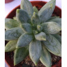 Pachyphytum compactum