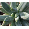 Pachyphytum compactum