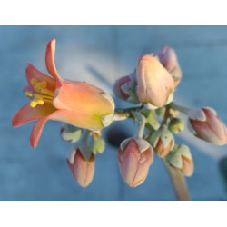 Cotylédon orbiculata var. oblonga