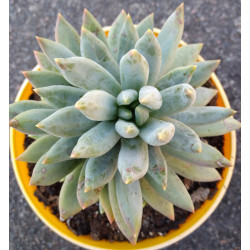 Pachyphytum compactum