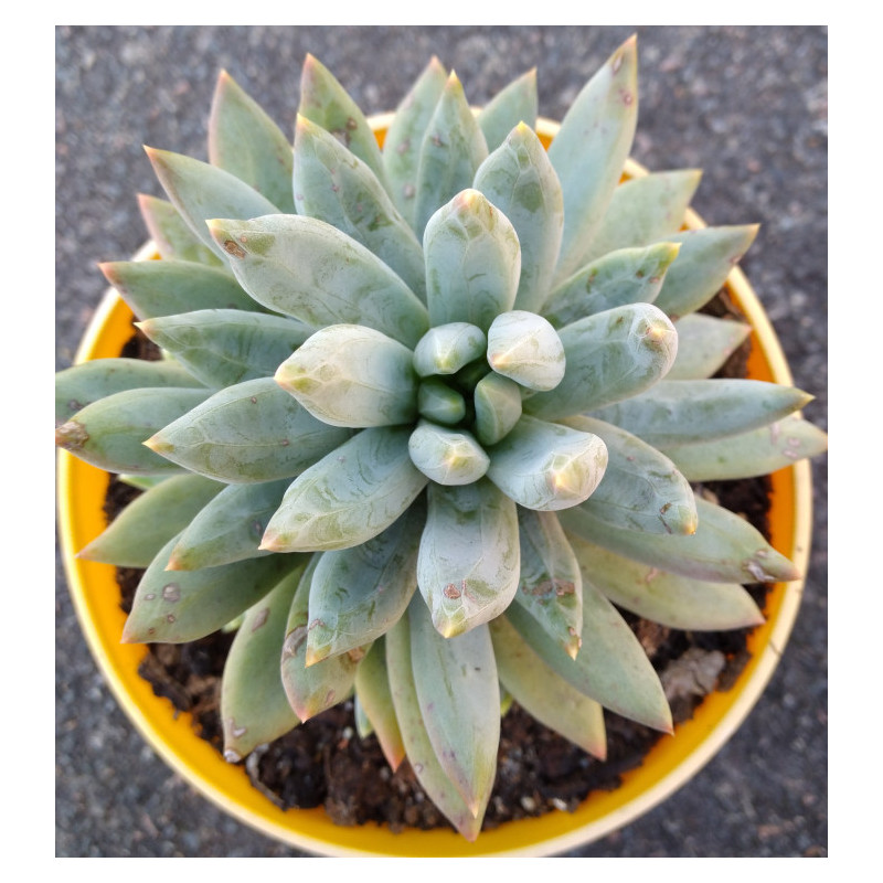 Pachyphytum compactum Pachyphytum compactum