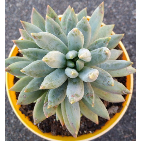 Pachyphytum compactum