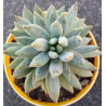 Pachyphytum compactum