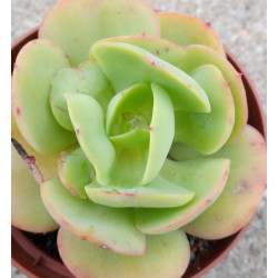 Echeveria Peach Pride