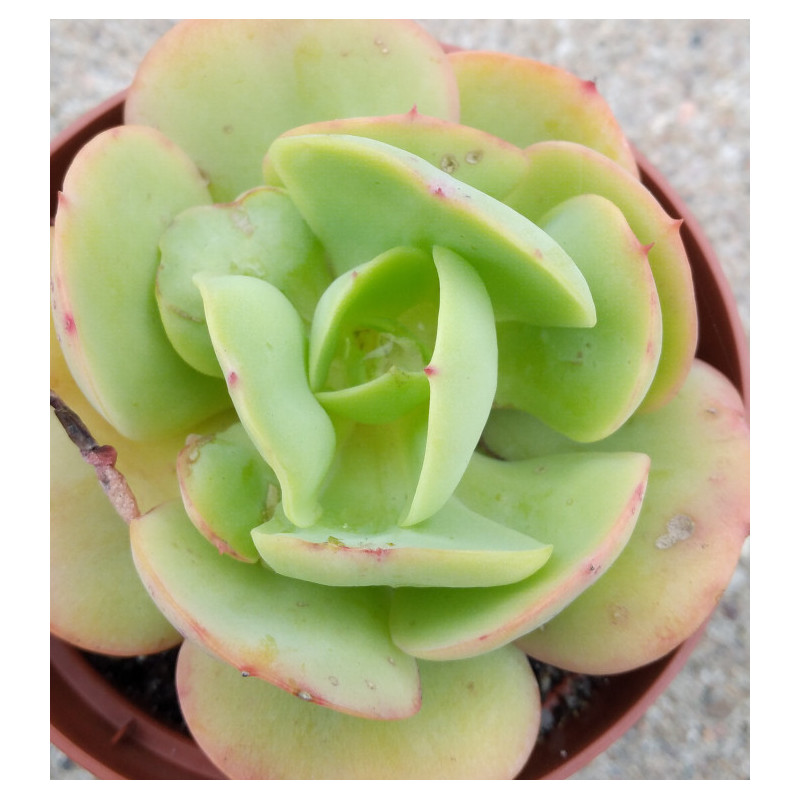 Echeveria Peach Pride Echeveria Peach Pride