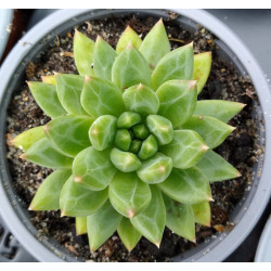Pachyphytum compactum Coffee Bean