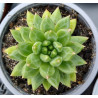 Pachyphytum compactum Coffee Bean