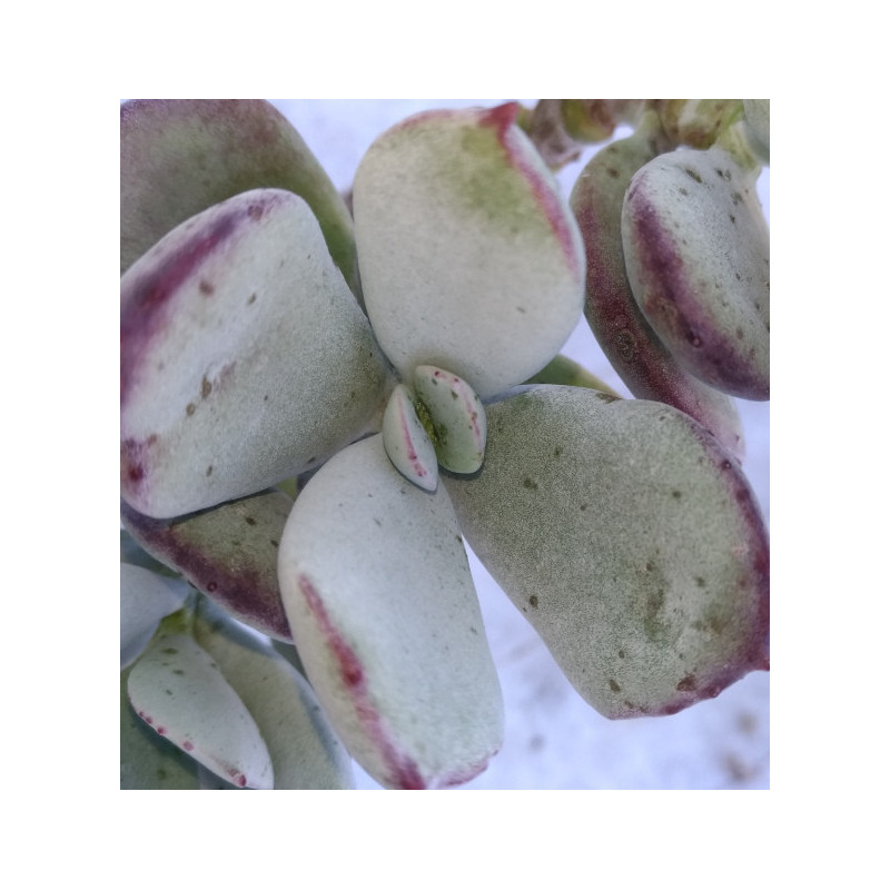 Cotylédon orbiculata var. oblonga Cotylédon orbiculata var. oblonga