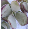 Cotylédon orbiculata var. oblonga