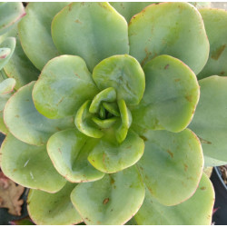 Echeveria Powder blue
