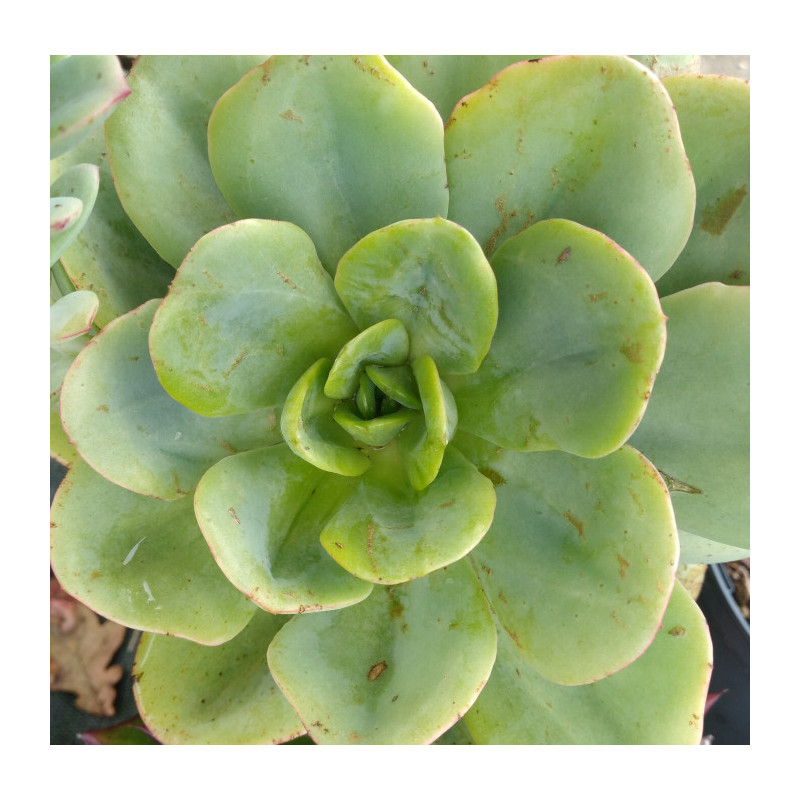 Echeveria Powder blue Echeveria Powder blue