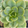 Echeveria Powder blue