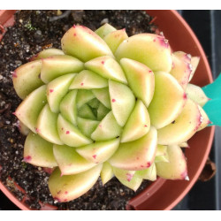 Echeveria Pink clear sky