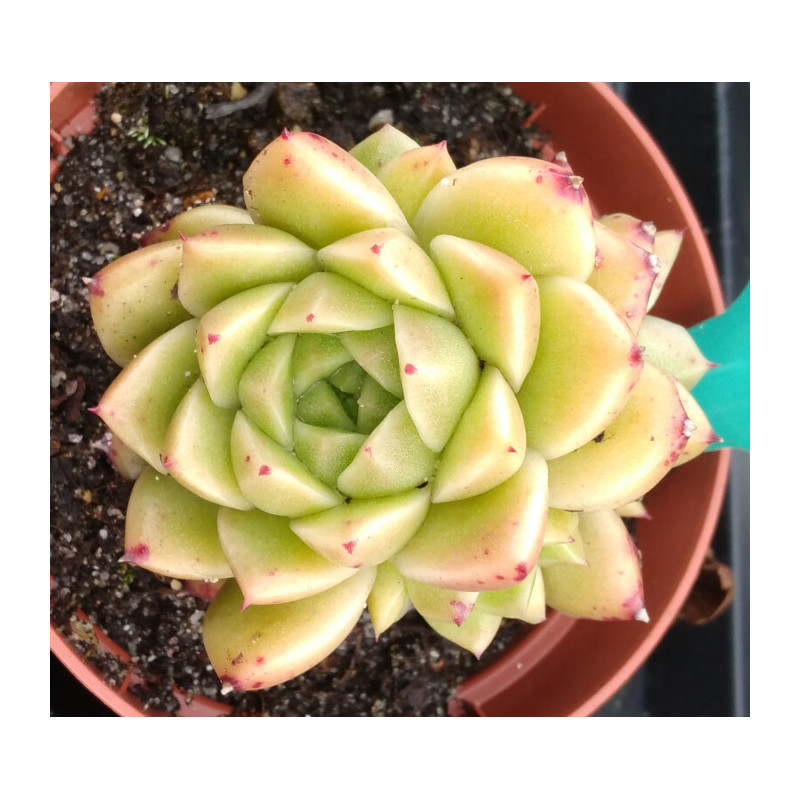 Echeveria Pink clear sky Echeveria Pink clear sky