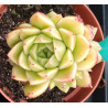 Echeveria Pink clear sky
