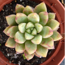 Echeveria Blood Swallow