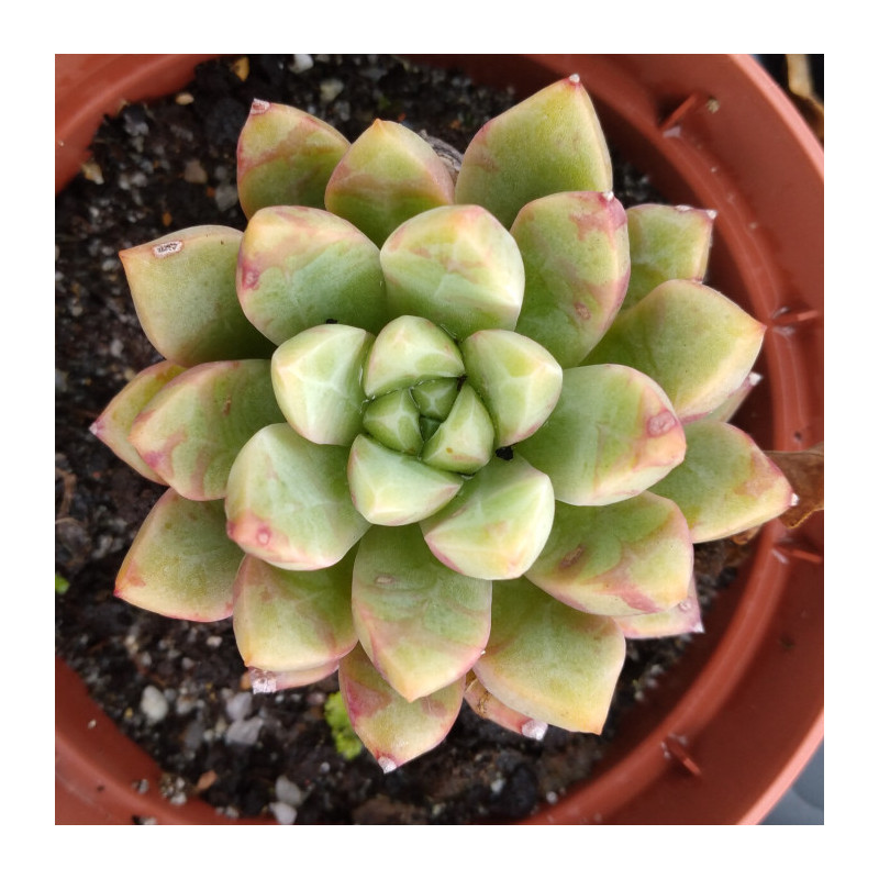 Echeveria Blood Swallow Echeveria Blood Swallow