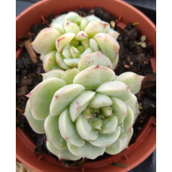 Echeveria Sugar heart velvet