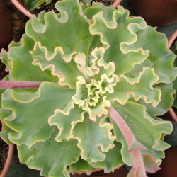 Echeveria Aquarius
