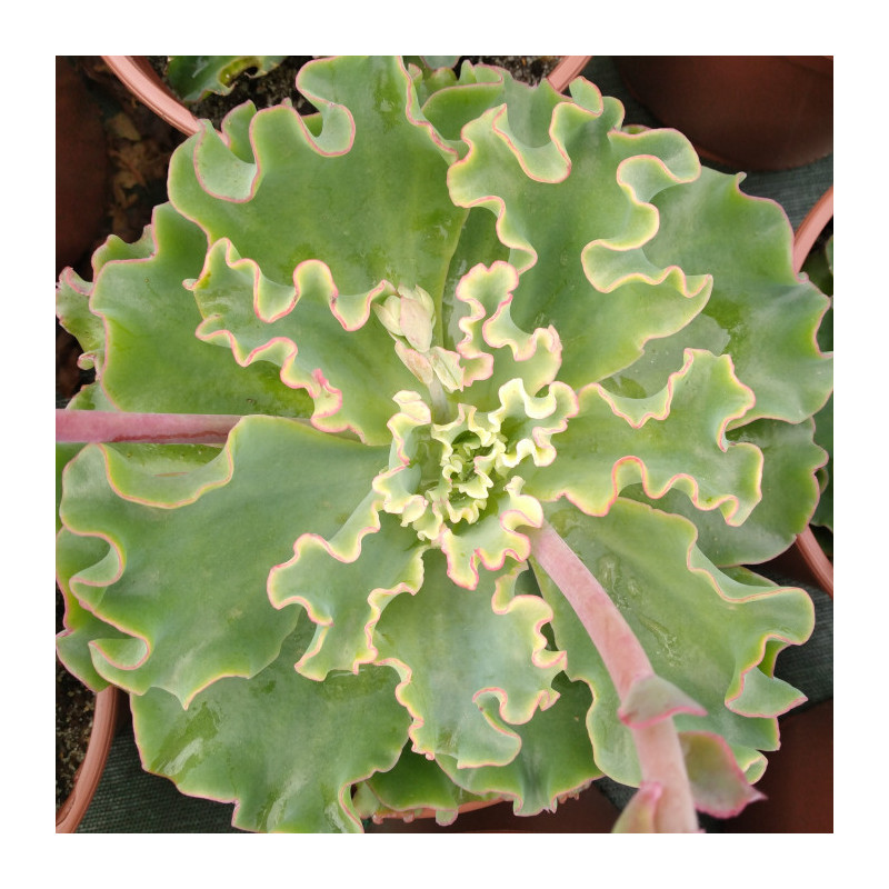 Echeveria Aquarius Echeveria Aquarius