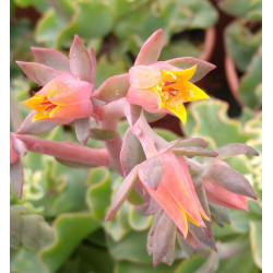 Echeveria Aquarius