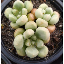 Graptopetalum Vangard Party