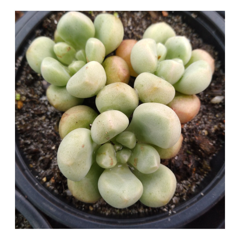 Graptopetalum Vangard Party Graptopetalum Vangard Party