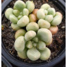 Graptopetalum Vangard Party