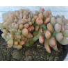 Pachyveria clavata cristata