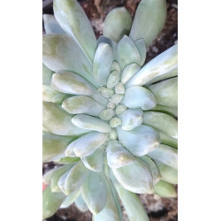 Pachyveria clavata cristata