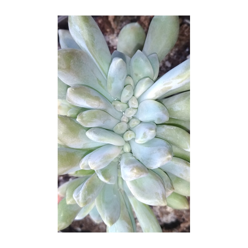 Pachyveria clavata cristata Pachyveria clavata cristata