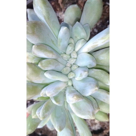 Pachyveria clavata cristata