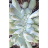Pachyveria clavata cristata