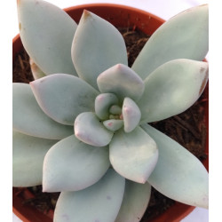 Pachyveria Powder puff