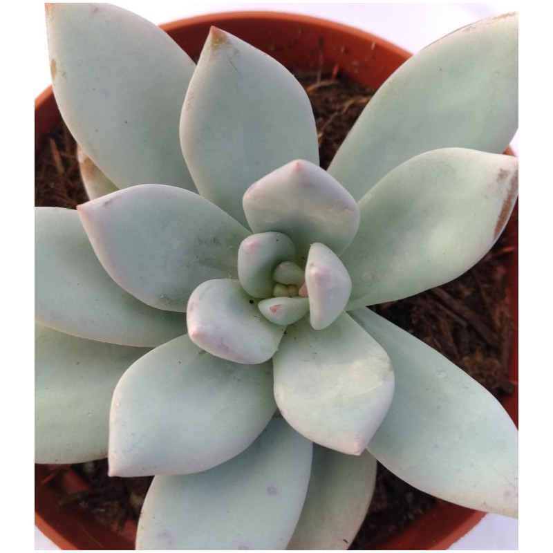 Pachyveria Powder puff