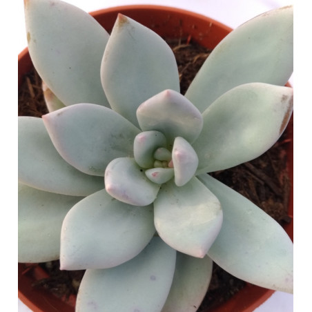 Pachyveria Powder puff