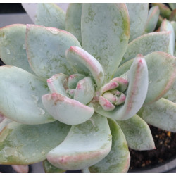 Pachyveria Powder puff